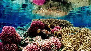 coral reef